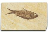 Detailed Fossil Fish (Knightia) - Wyoming #354072-1